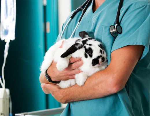 veterinarian-holding-rabbit-for-exam